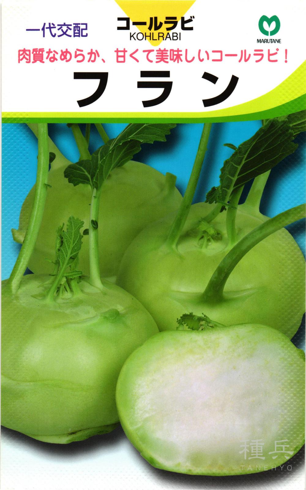 緑色コールラビ 種 『フラン』  丸種