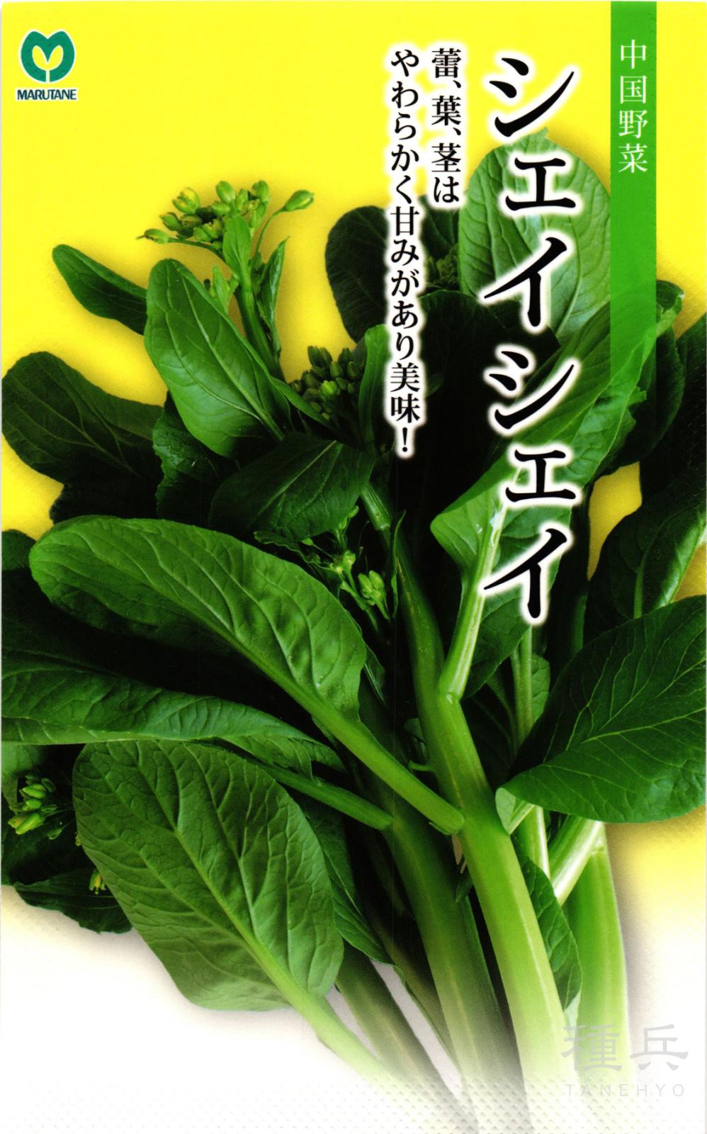 サイシン 種 『シェイシェイ』  丸種