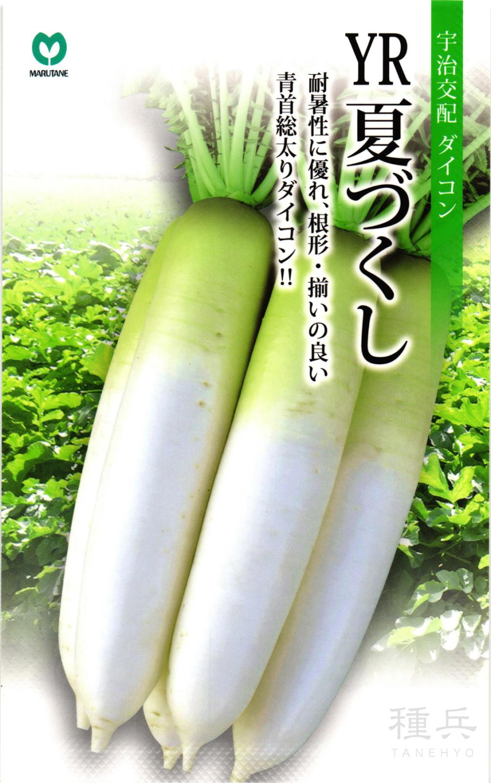 秋ダイコン 種 『YR夏づくし』  丸種