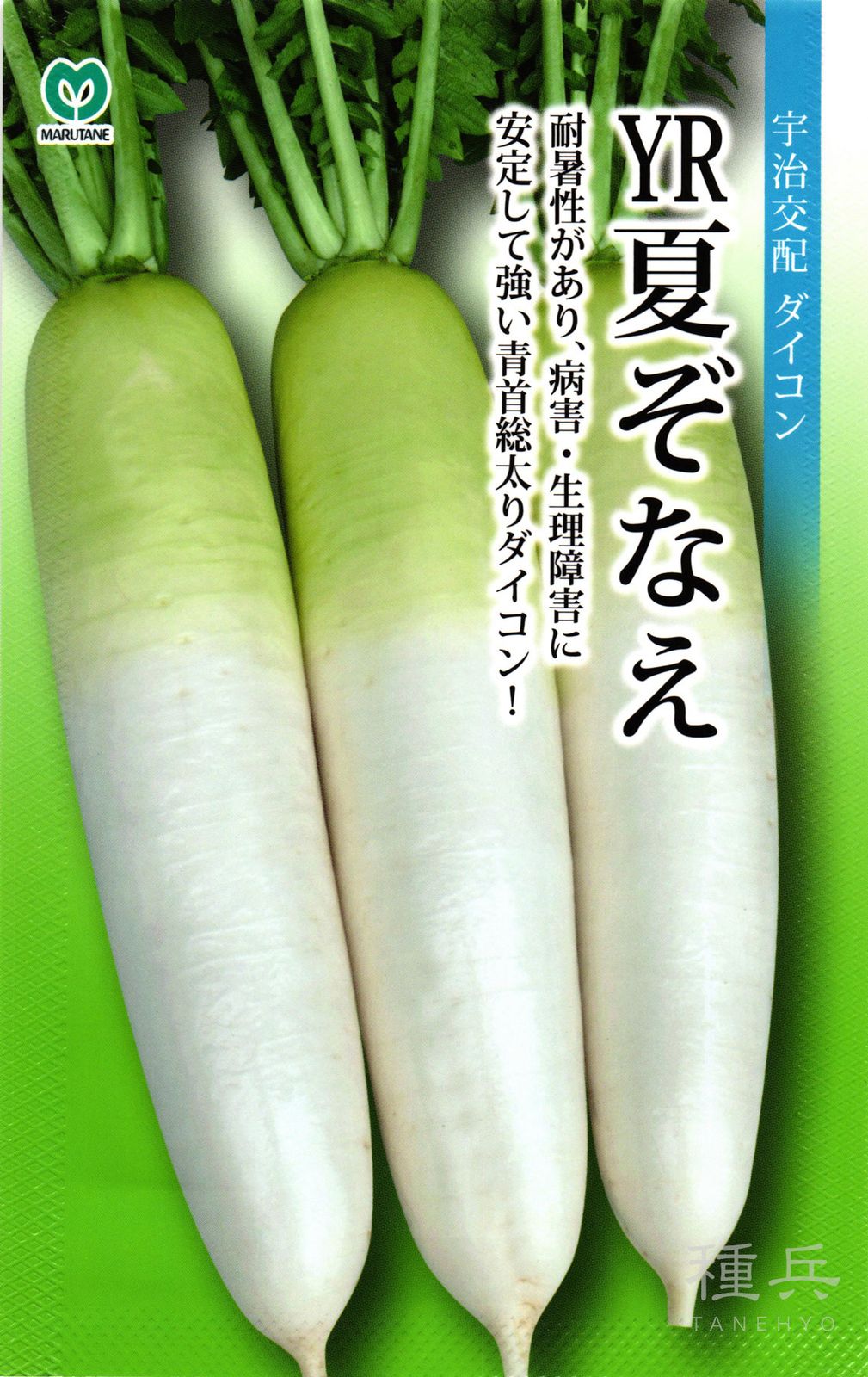 秋ダイコン 種 『YR夏ぞなえ』  丸種