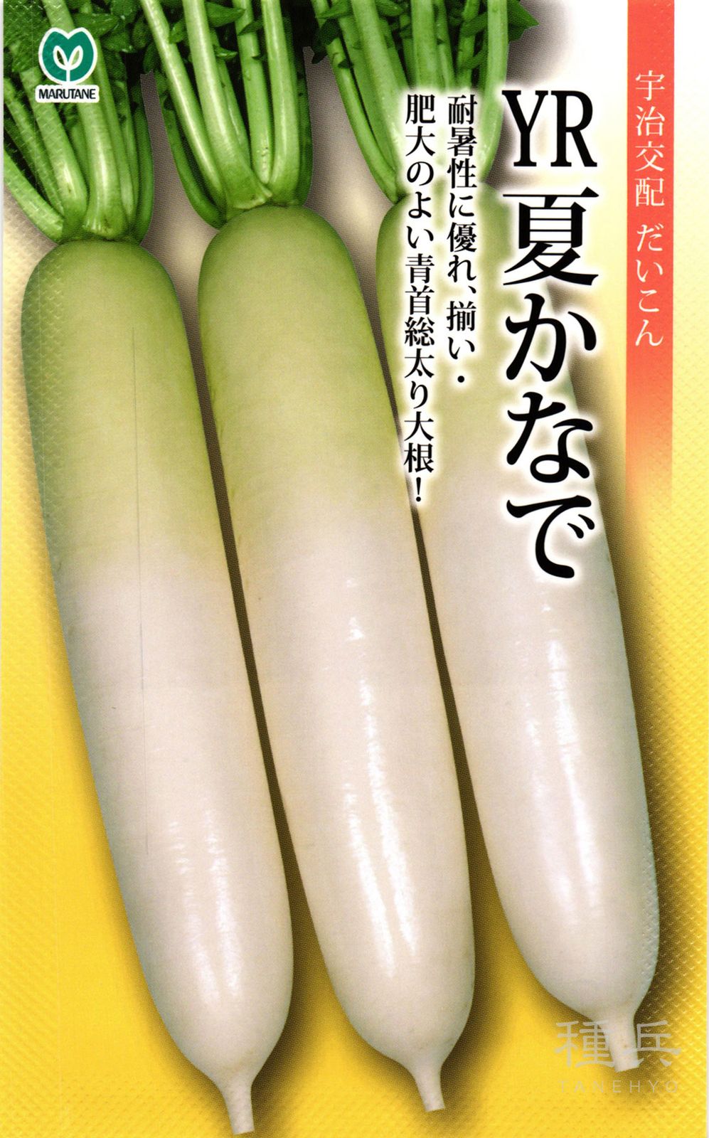 だいこん R N 秋ダイコン 種 『YR夏かなで』 丸種 | たね,根菜の種,ダイコン