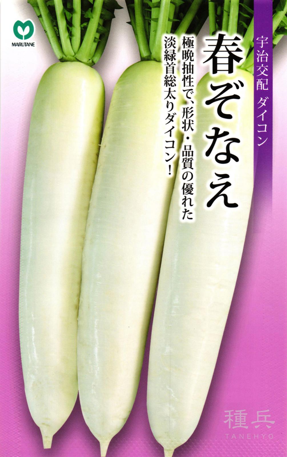 春ダイコン 種 『春ぞなえ』  丸種