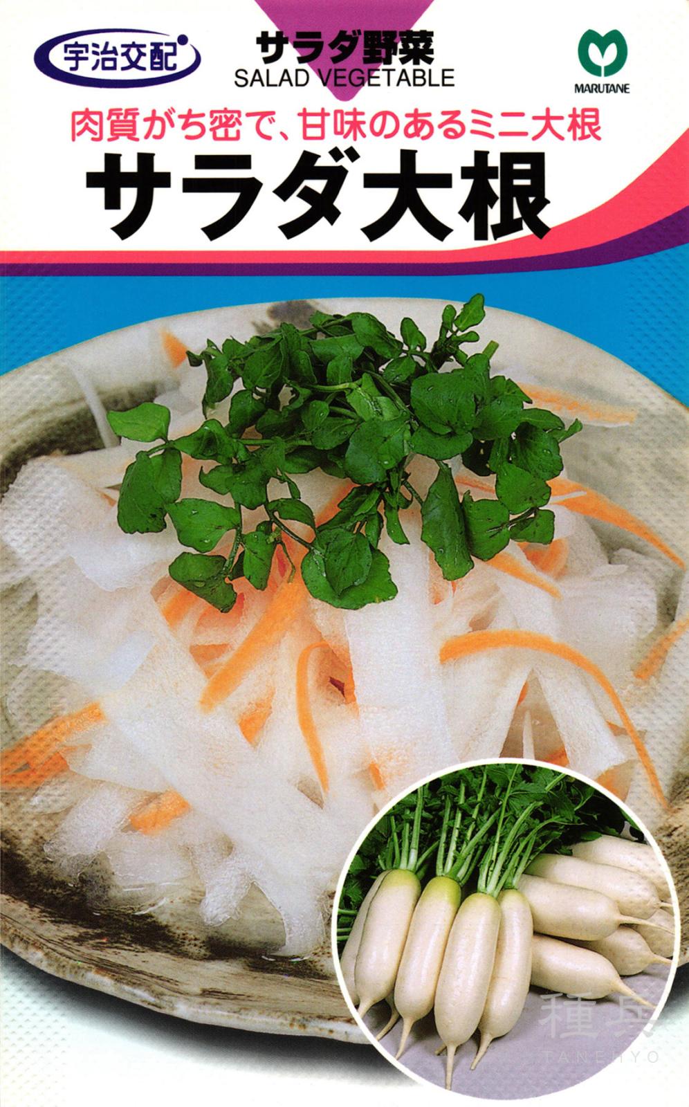 ミニ大根 種 『サラダ大根』  丸種