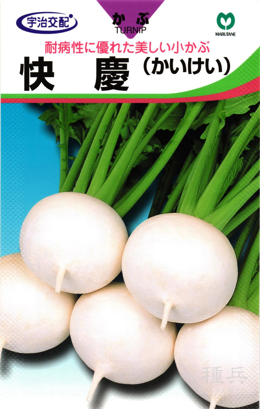小カブ 種 『快慶』  丸種