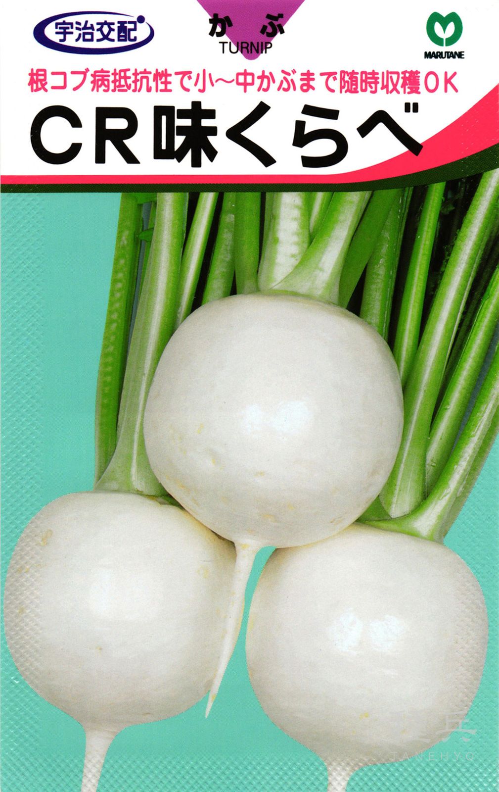 小～中カブ 種 『CR味くらべ』  丸種