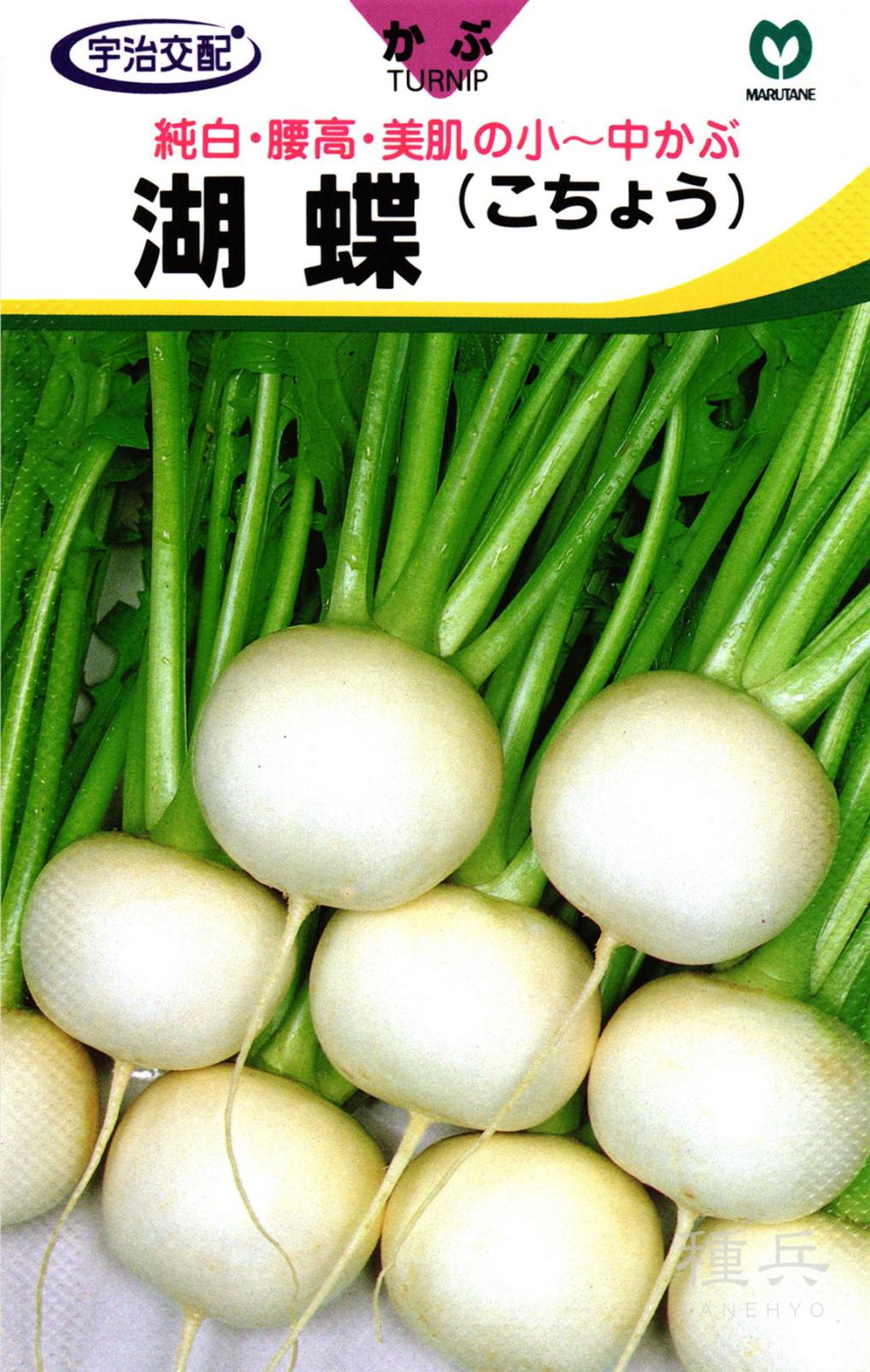 小～中カブ 種 『湖蝶』  丸種