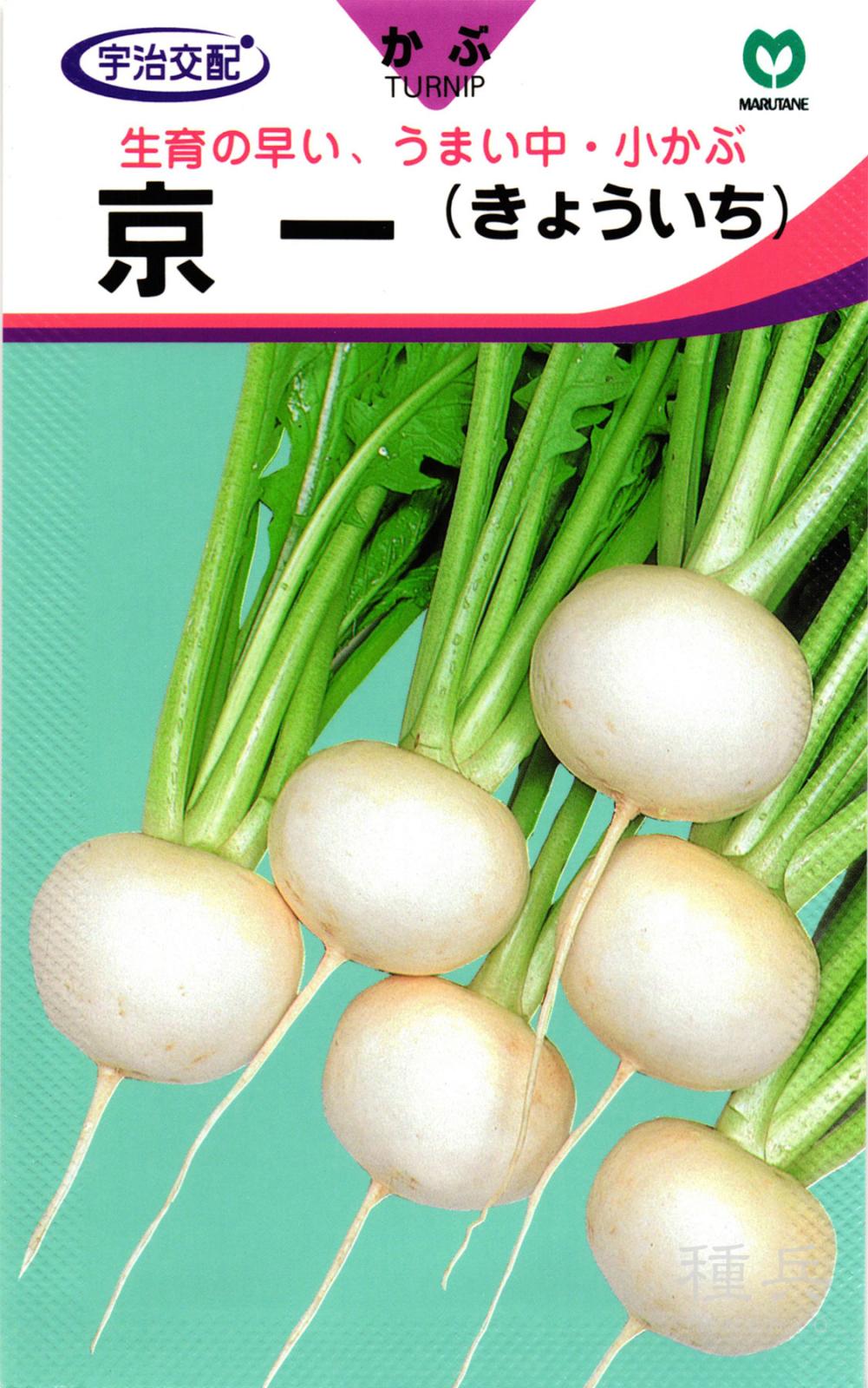 小～中カブ 種 『京一』  丸種
