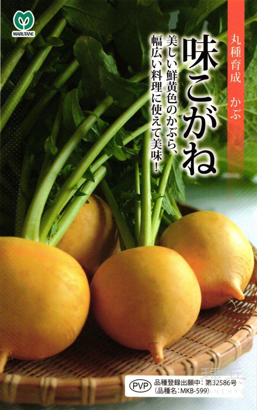 黄カブ 種 『味こがね』  丸種