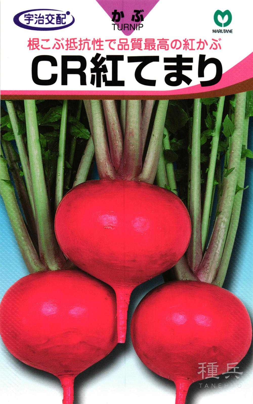 赤カブ 種 『CR紅てまり』  丸種