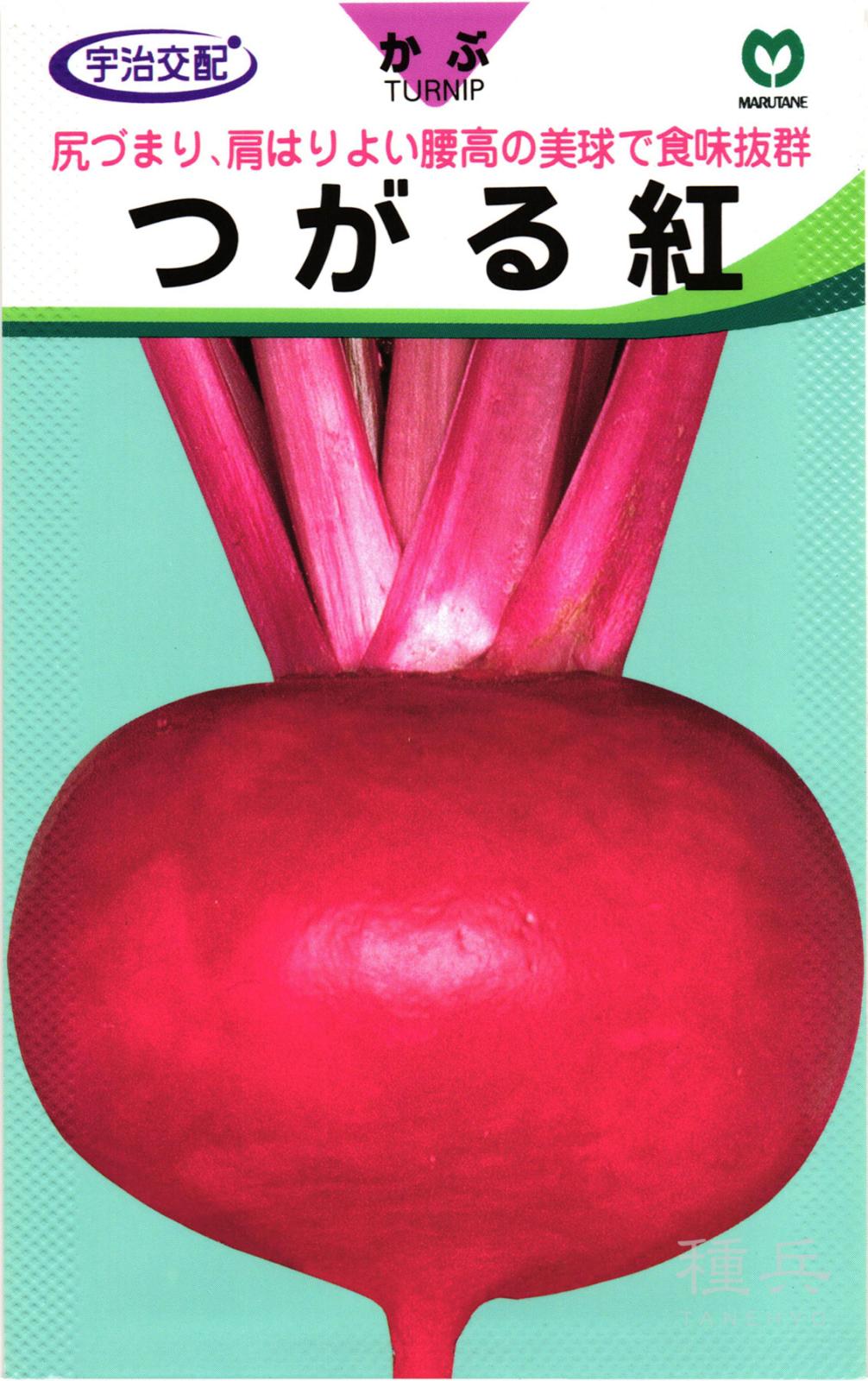 赤カブ 種 『つがる紅』  丸種