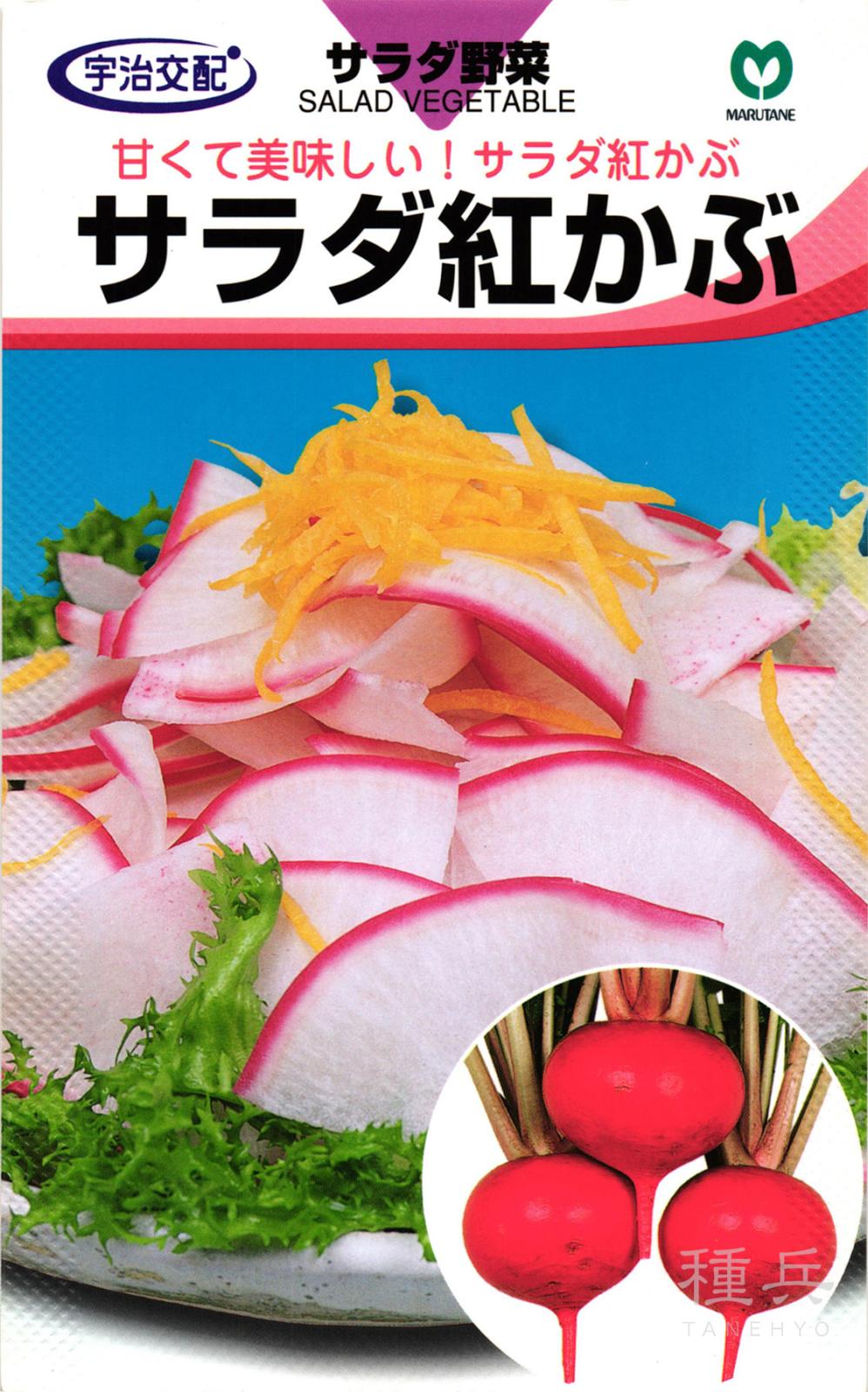 赤カブ 種 『サラダ紅かぶ』  丸種