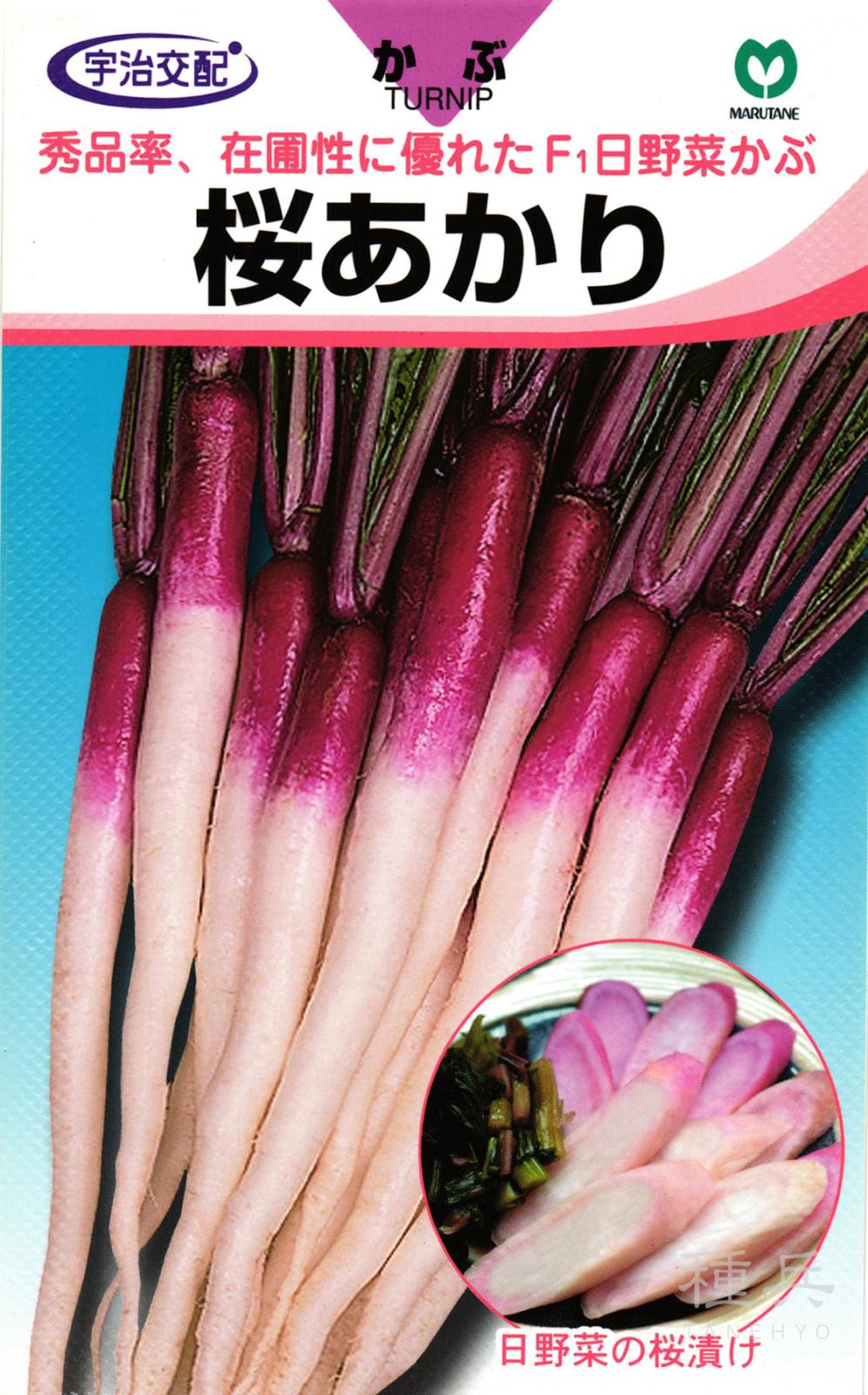 日野菜カブ 種 『桜あかり』  丸種