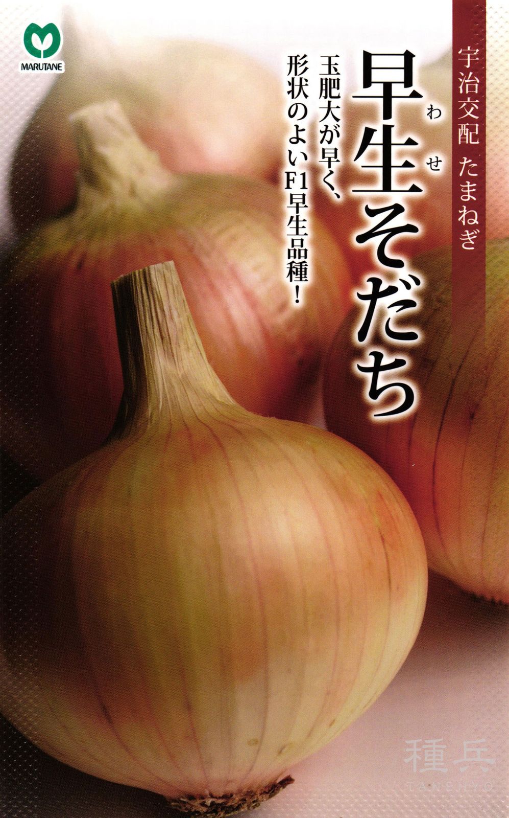 早生タマネギ 種 『早生そだち』  丸種