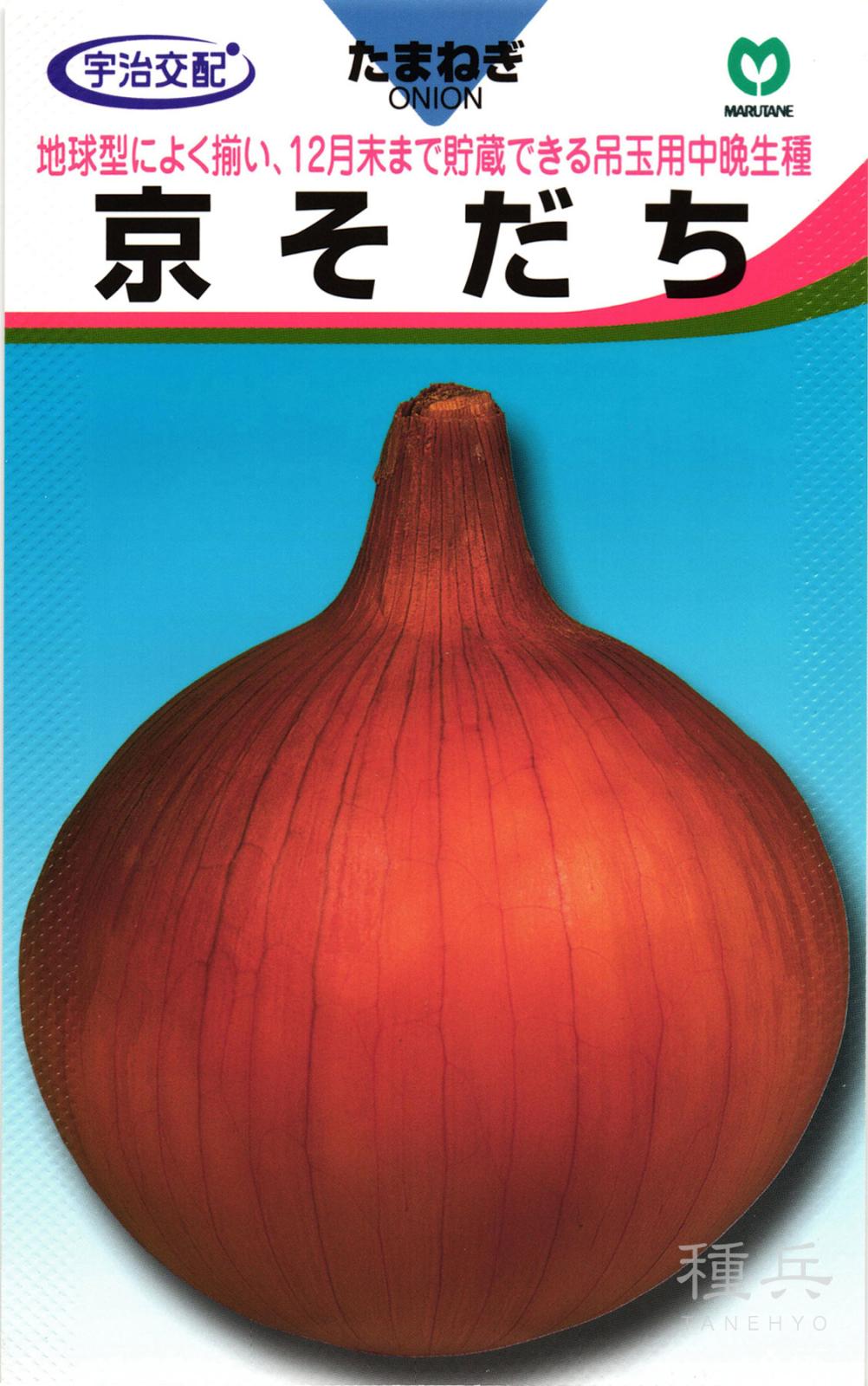 中晩生タマネギ 種 『京そだち』  丸種