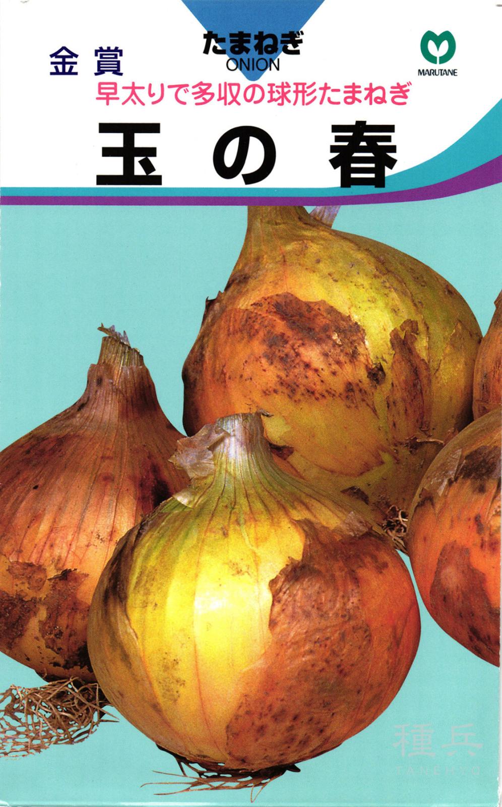 極早生タマネギ 種 『玉の春』  丸種