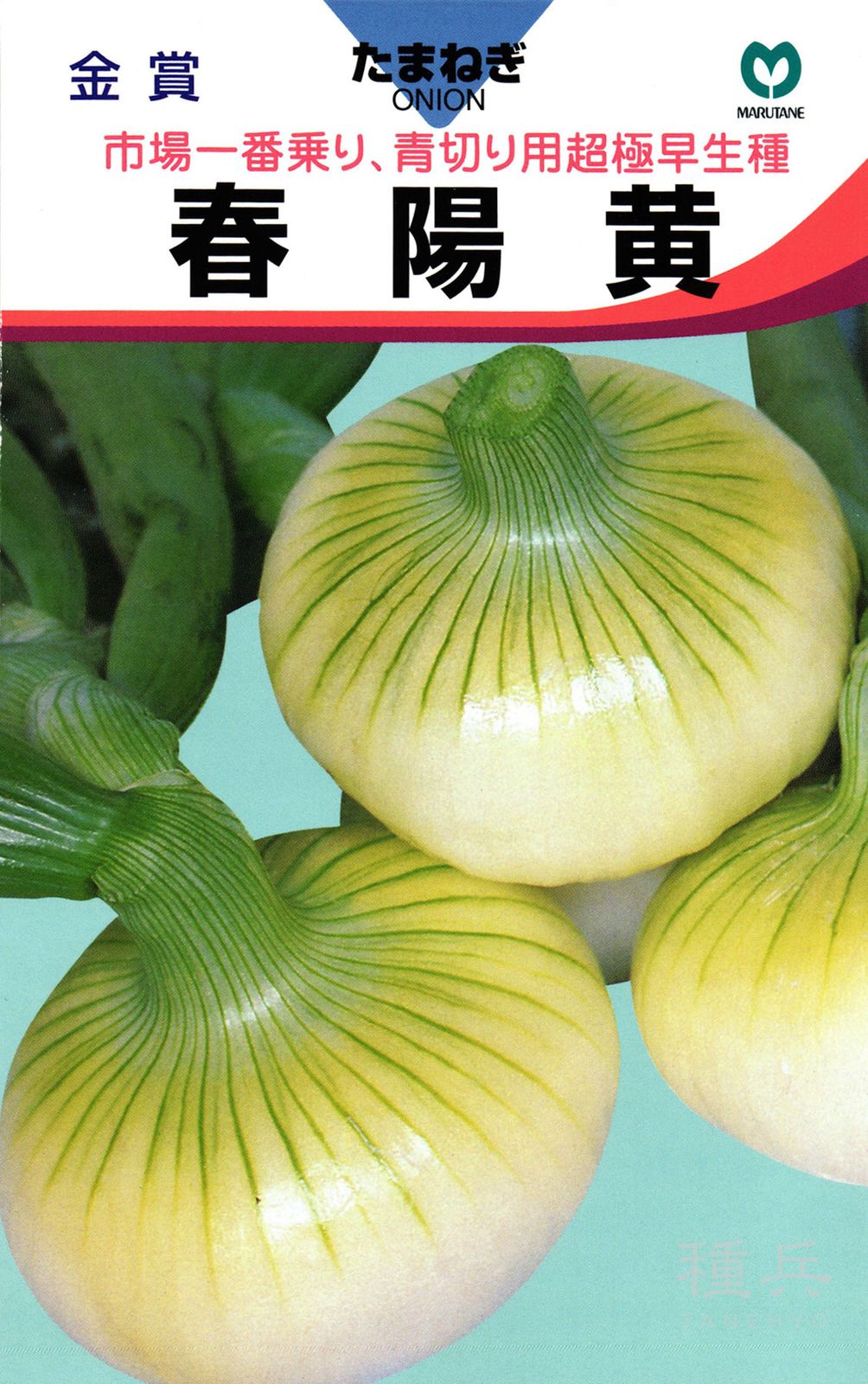極早生タマネギ 種 『春陽黄』  丸種
