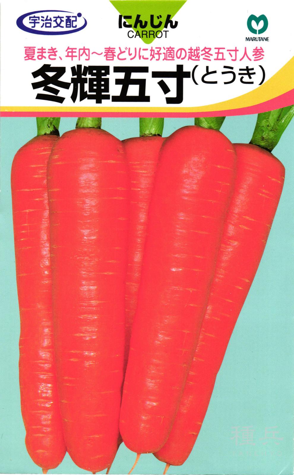 ニンジン 種 『冬輝五寸』  丸種