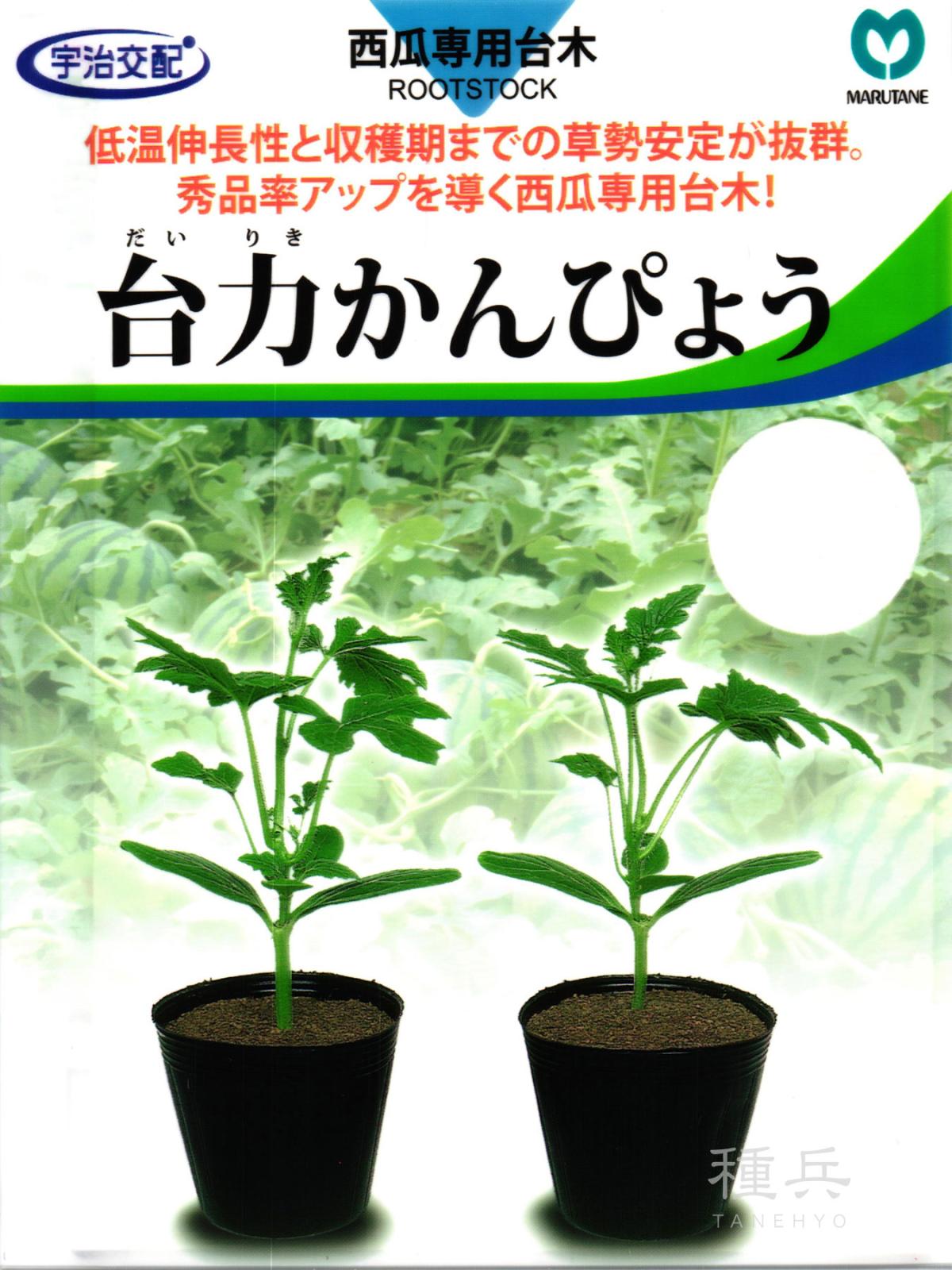 台木用カンピョウ 種 『台力』  丸種