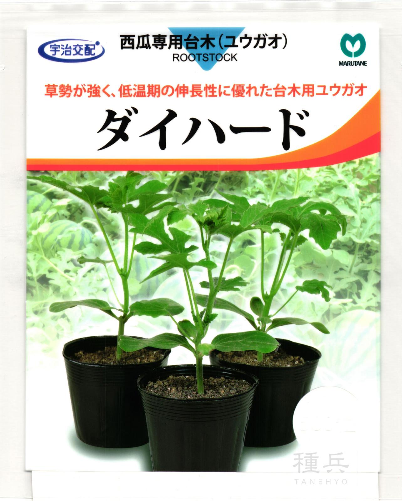 台木用カンピョウ 種 『ダイハード』  丸種