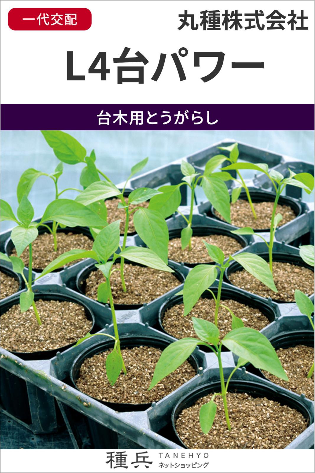 台木用とうがらし 種 『L4台パワー』  丸種