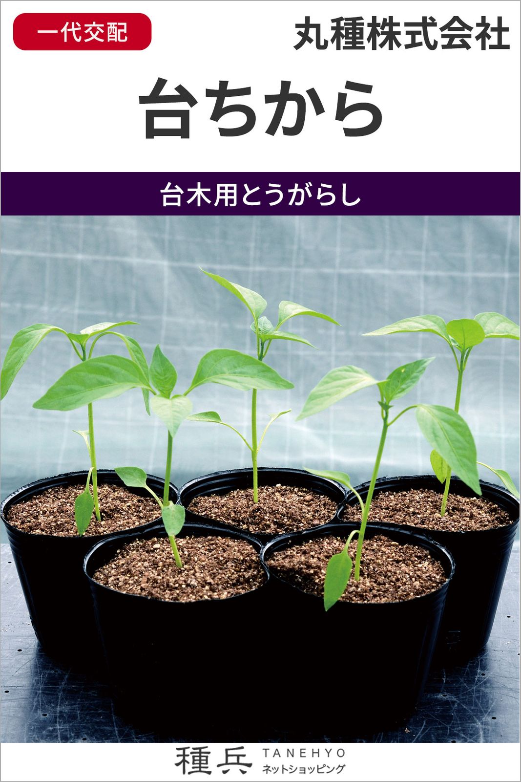 台木用とうがらし 種 『台ちから』  丸種