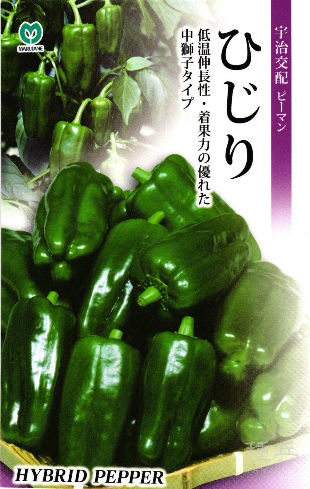 ピーマン 種 『ひじり』 丸種 | たね,果菜の種,ピーマン・トウガラシ