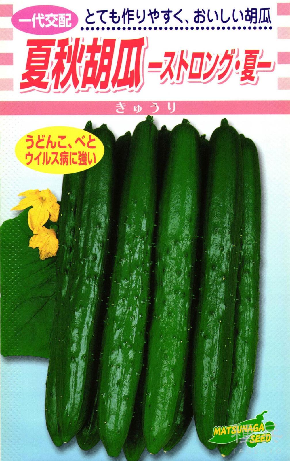 キュウリ 種 『夏秋胡瓜ーストロング夏』  松永種苗