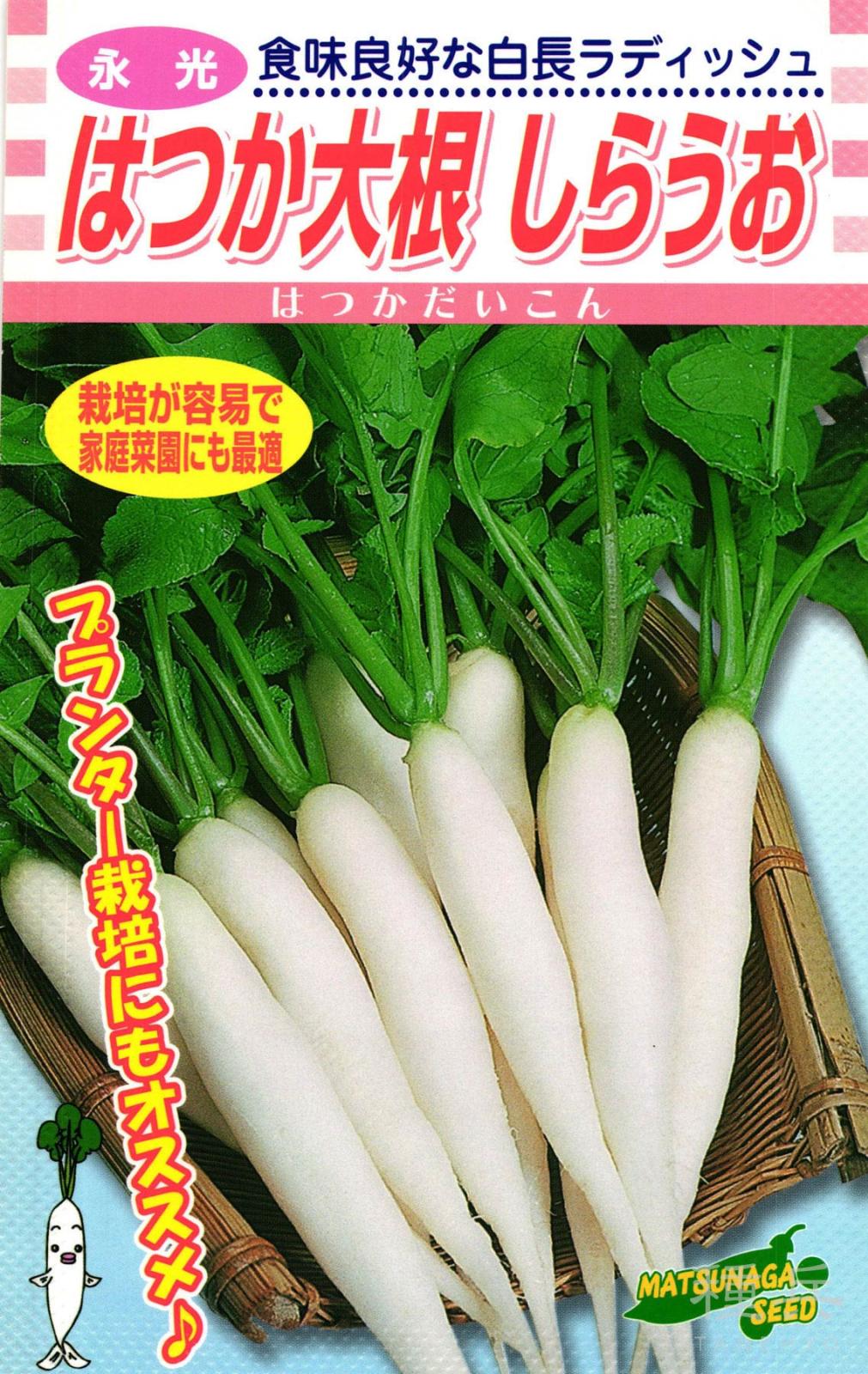 二十日ダイコン 種 『はつか大根 しらうお』  松永種苗