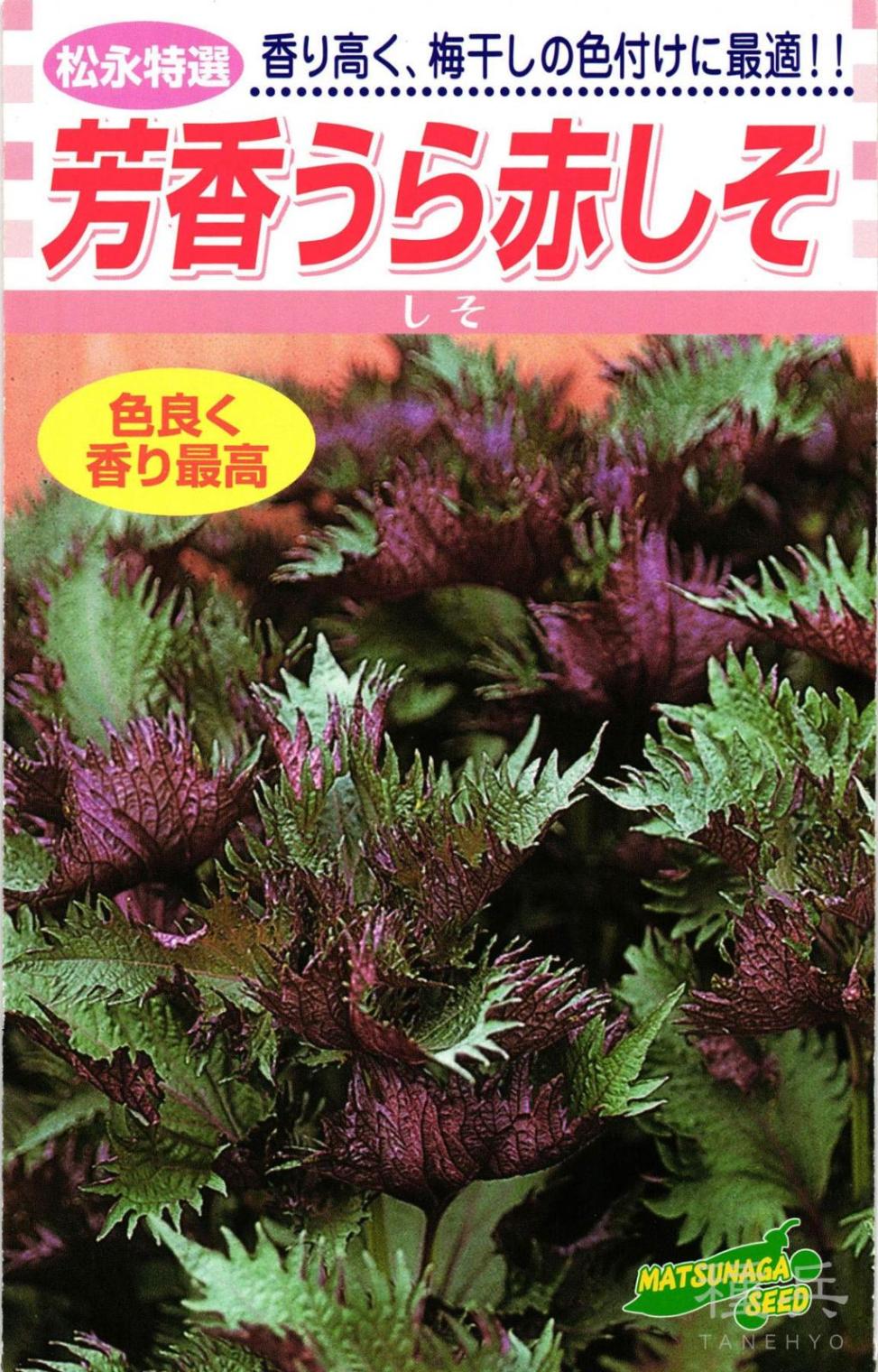 青赤しそ 種 『芳香うら赤しそ』  松永種苗