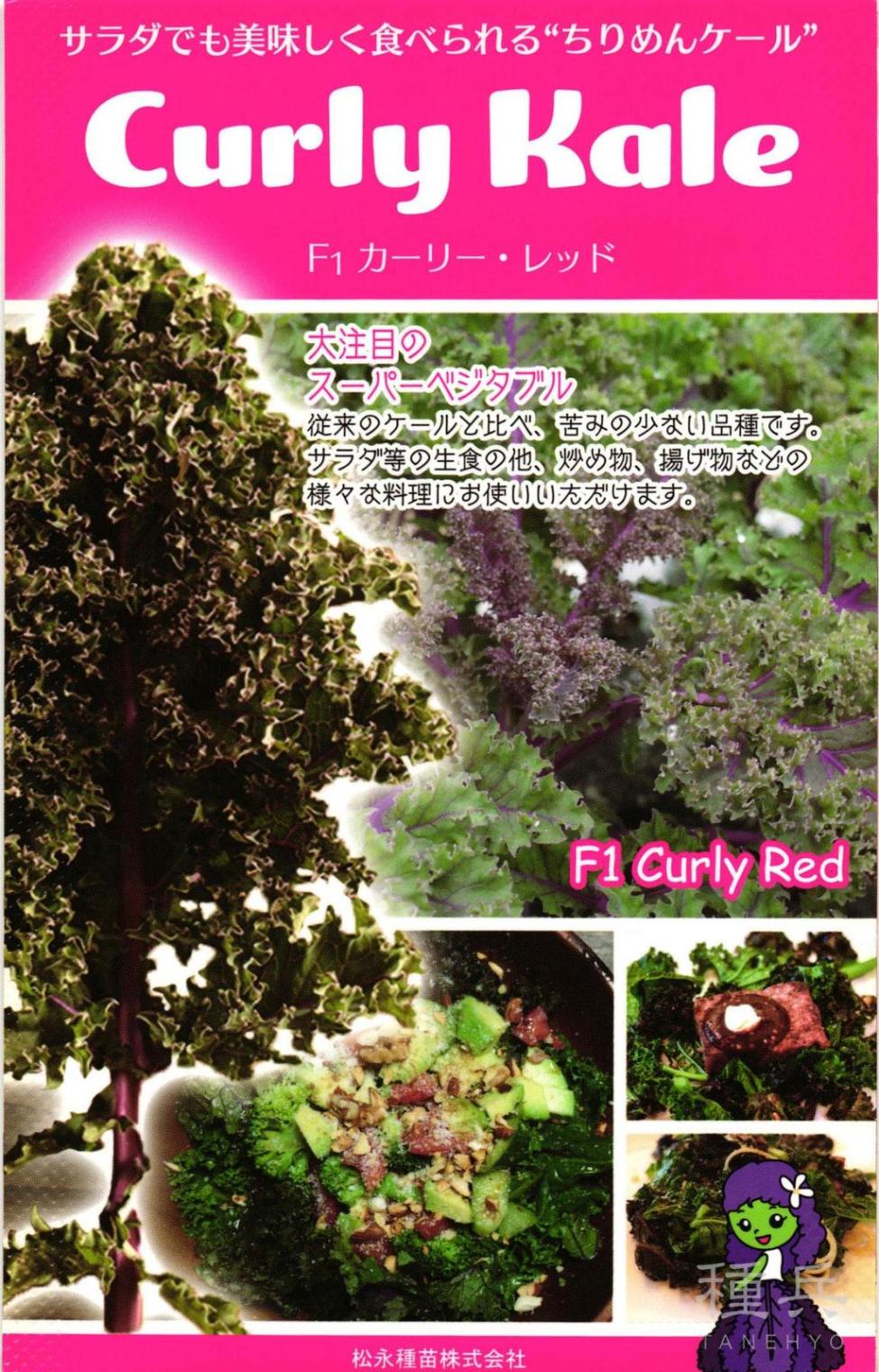 赤フリルケール 種 『カーリー・レッド』  松永種苗