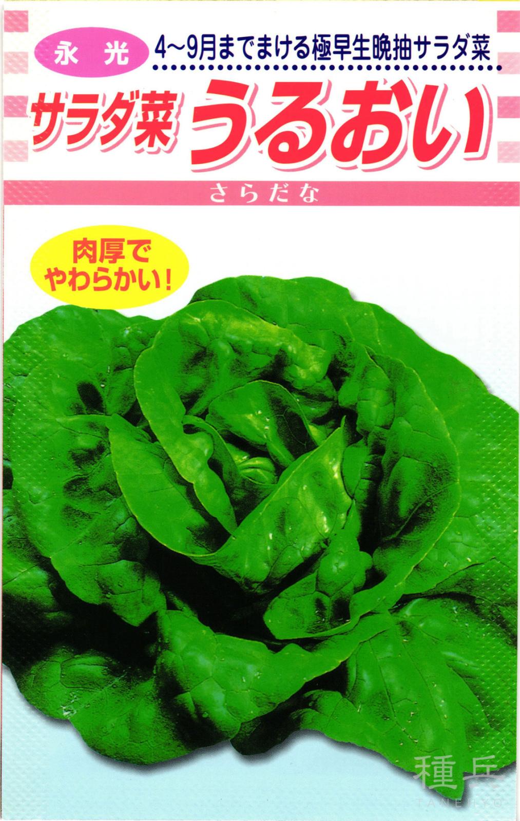 サラダ菜 種 『うるおい』  松永種苗