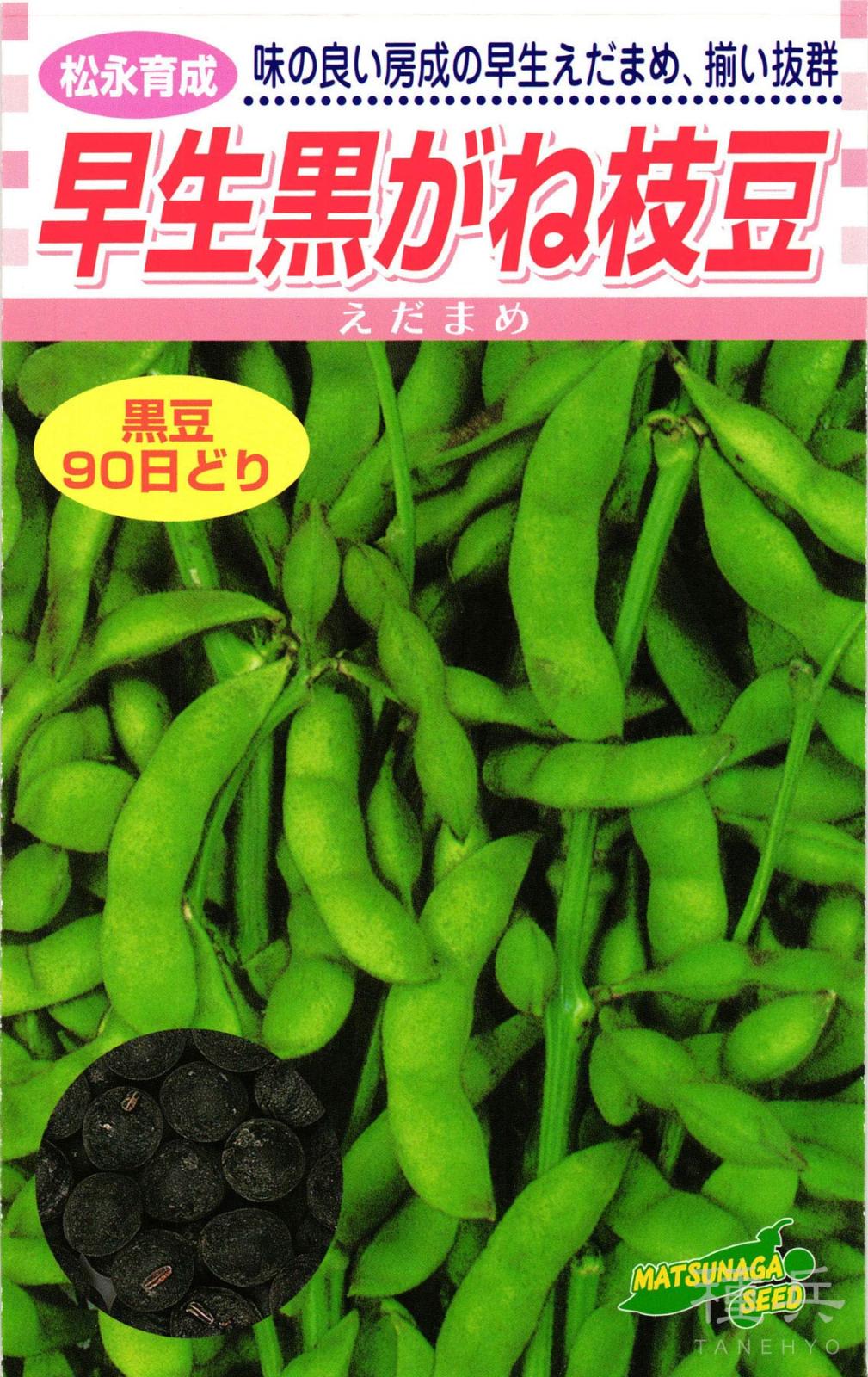 エダマメ 種 『早生黒がね枝豆』  松永種苗