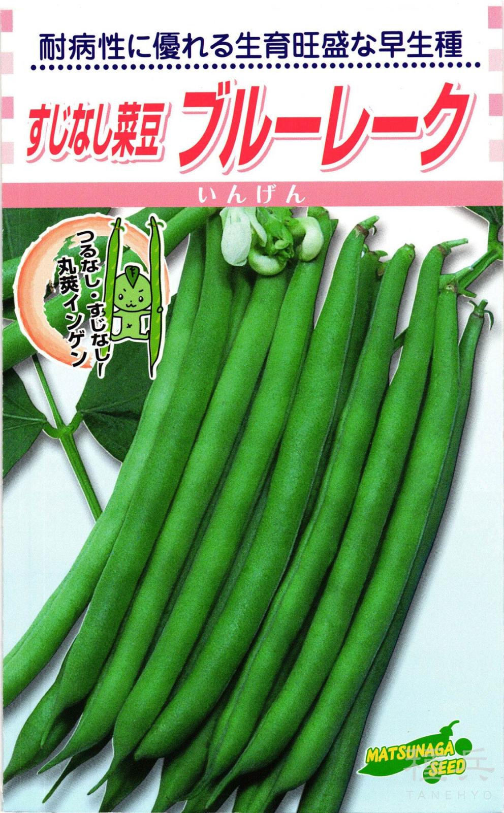 つるなしインンゲン 種 『ブルーレーク菜豆』  松永種苗
