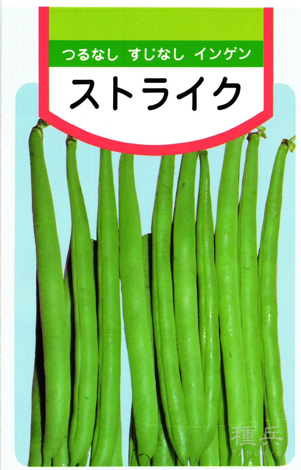つるなしインンゲン 種 『ストライク菜豆』  松永種苗