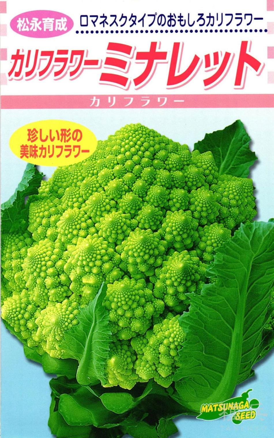 ロマネスコ 種 『ミナレット』  松永種苗