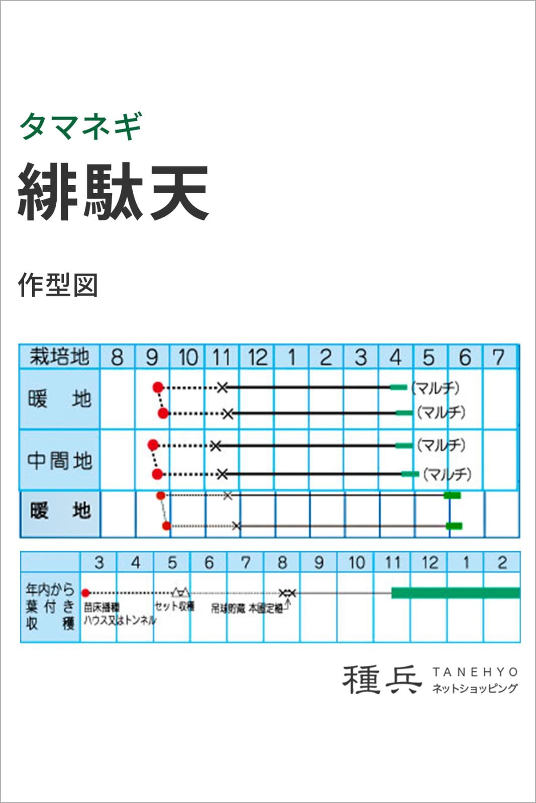 赤タマネギ 種 『緋駄天』 タカヤマシード | たね,根菜の種,タマネギ
