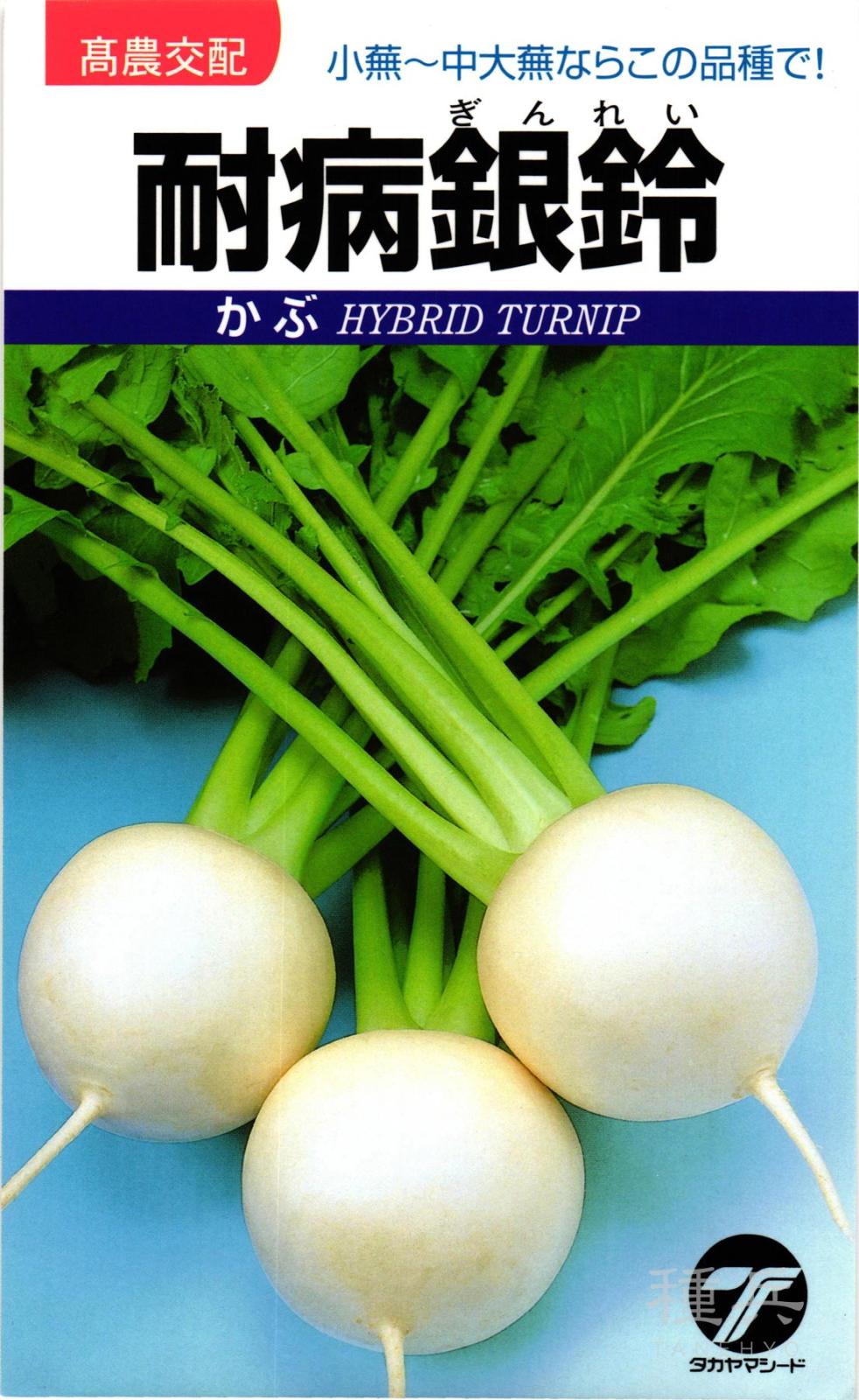 小～中カブ 種 『耐病銀鈴』  タカヤマシード