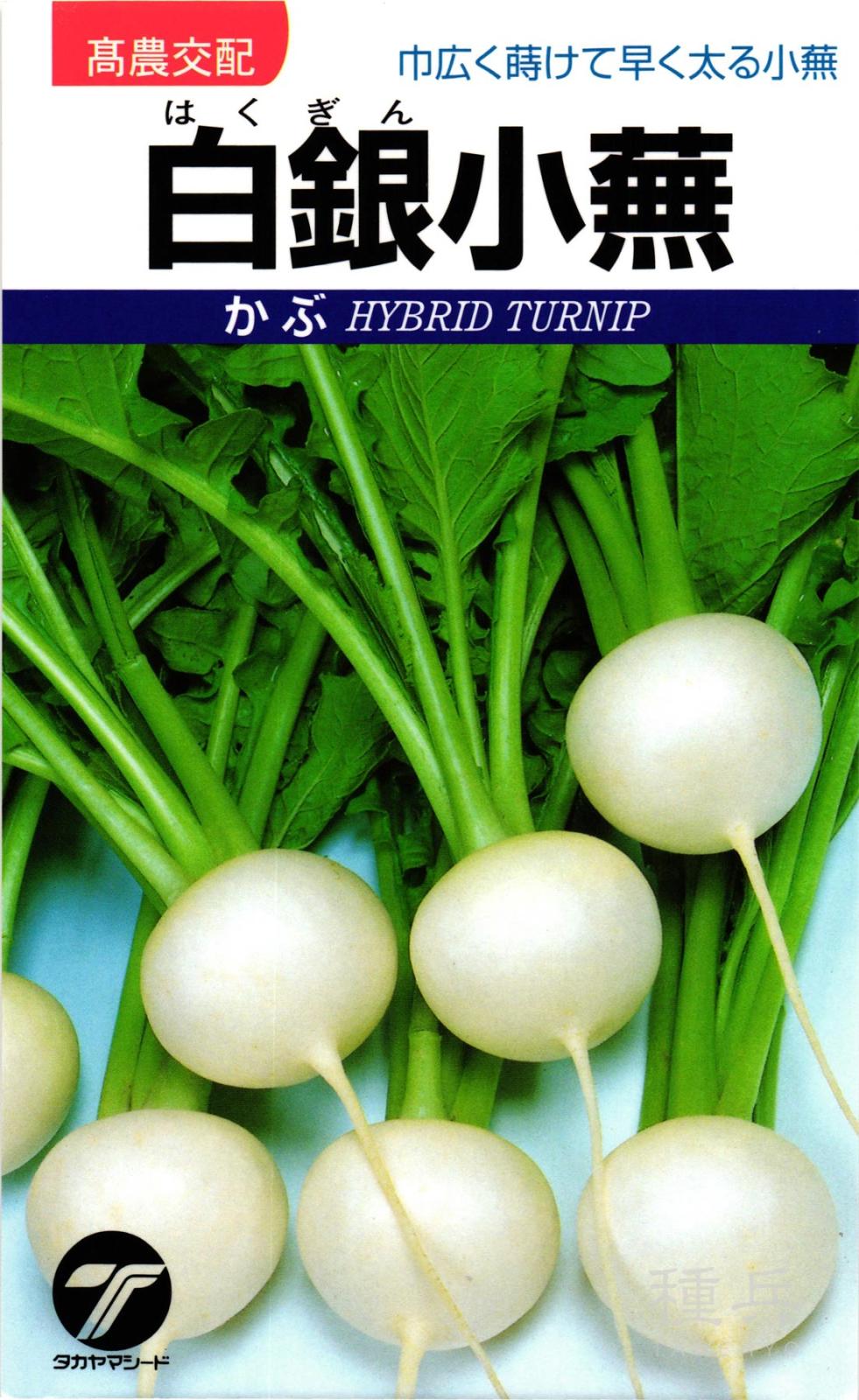 小カブ 種 『白銀小蕪』  タカヤマシード
