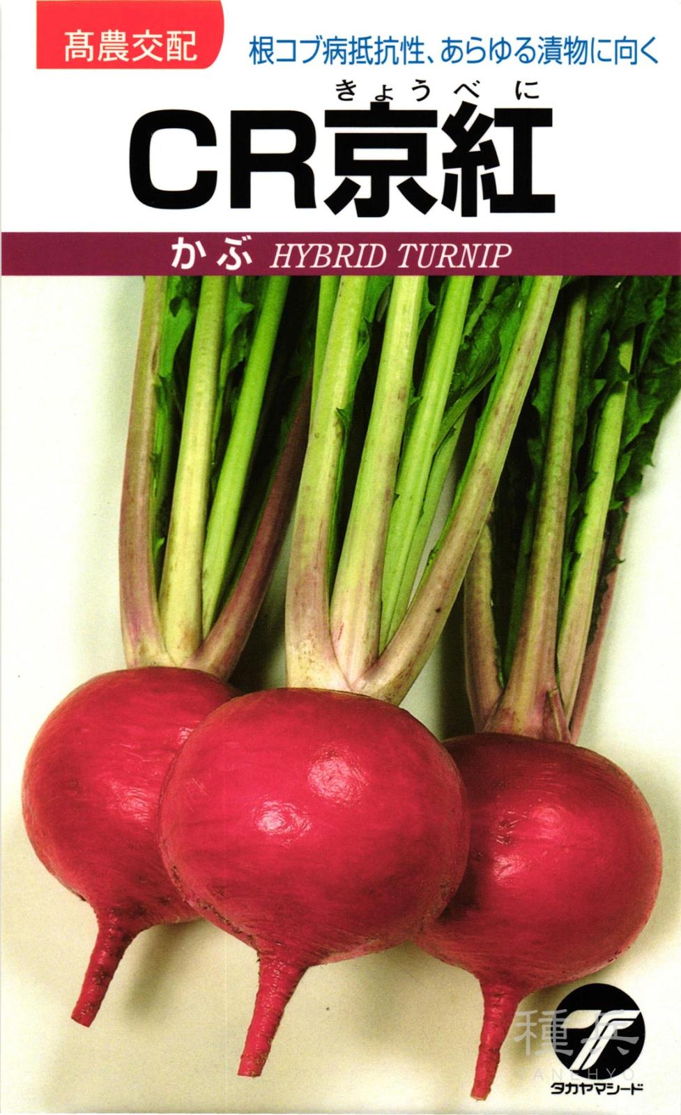 赤カブ 種 『CR京紅』  タカヤマシード