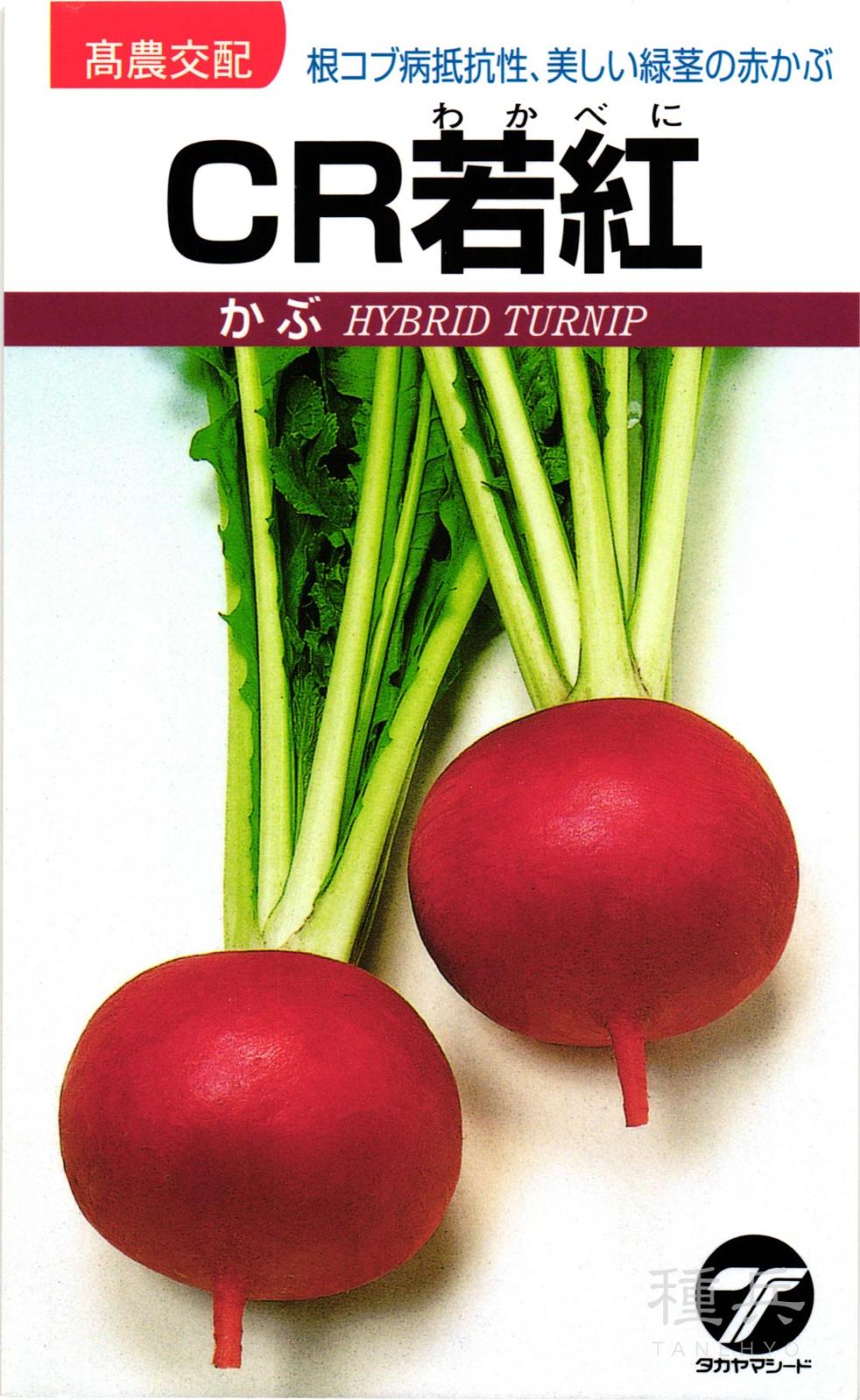 赤カブ 種 『CR若紅』  タカヤマシード