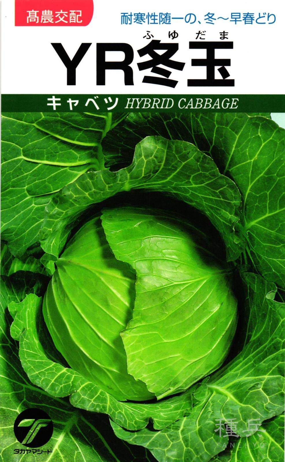 キャベツ 種 『YR冬玉』  タカヤマシード