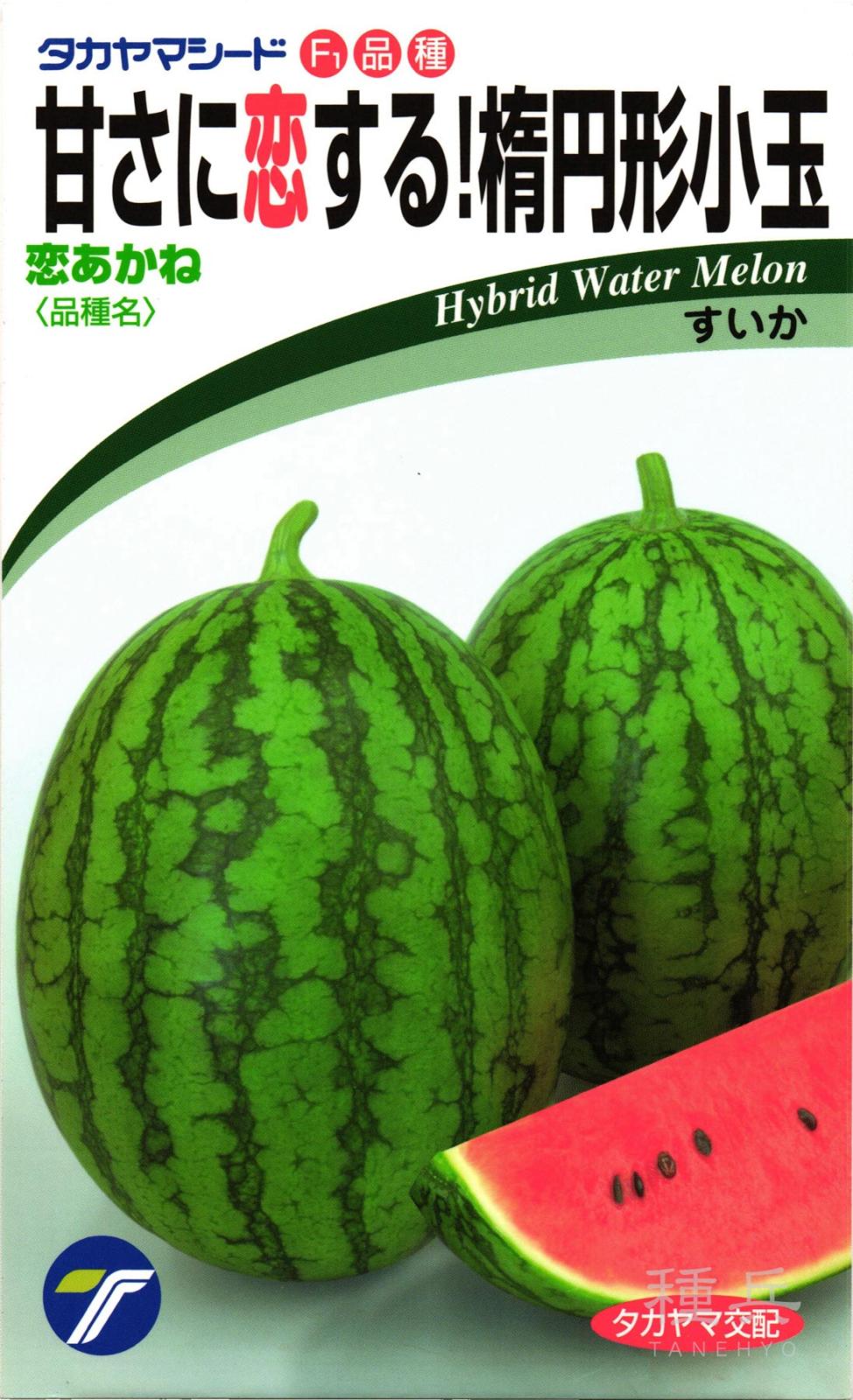 楕円小玉スイカ 種 『恋あかね』  タカヤマシード