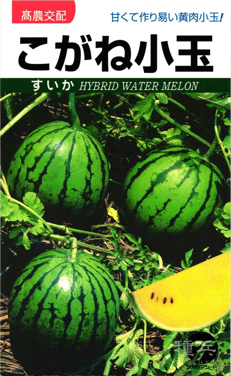 黄小玉スイカ 種 『こがね小玉』  タカヤマシード