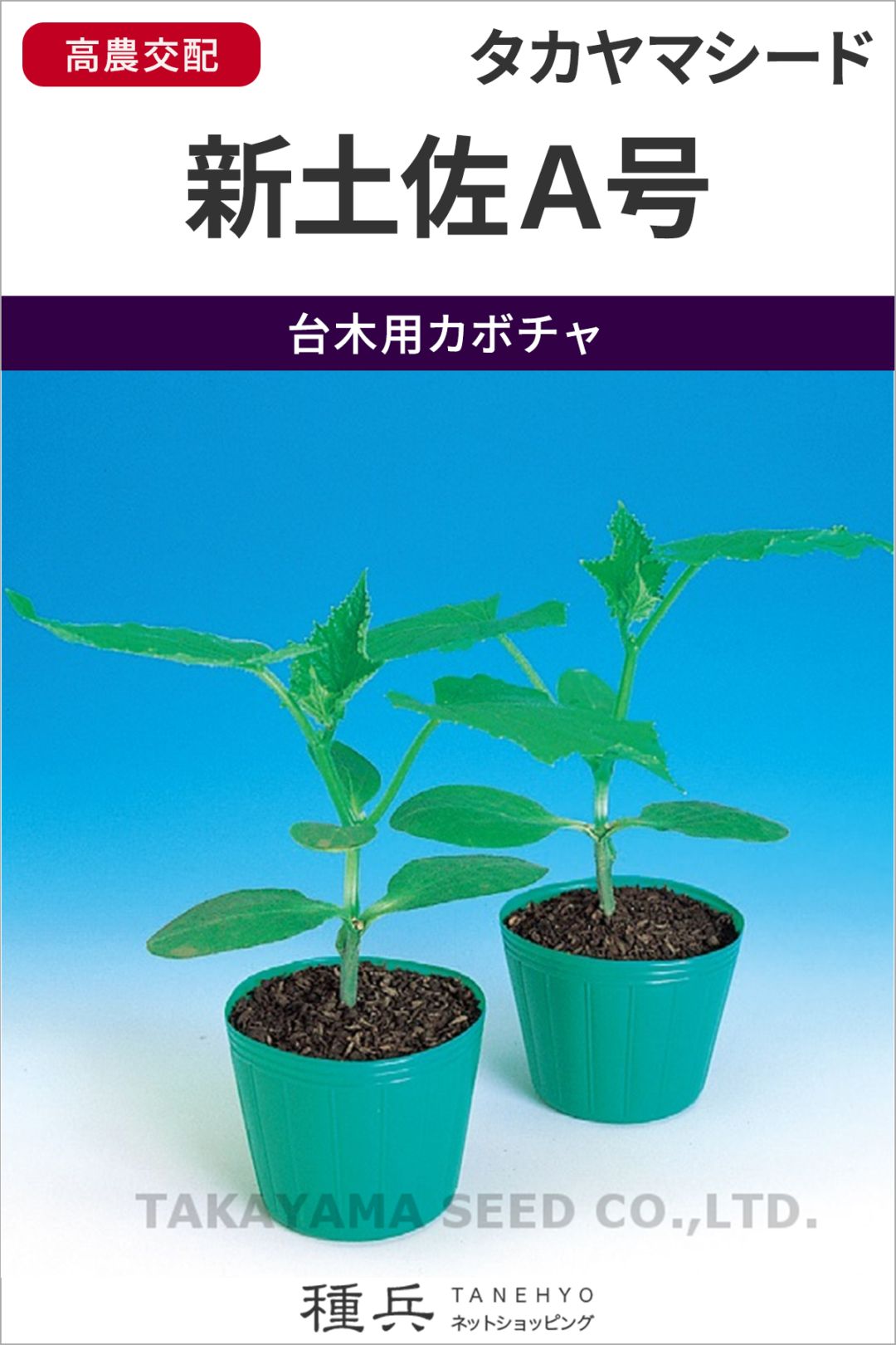 キュウリ台木用カボチャ 種 『新土佐A号南瓜』  タカヤマシード