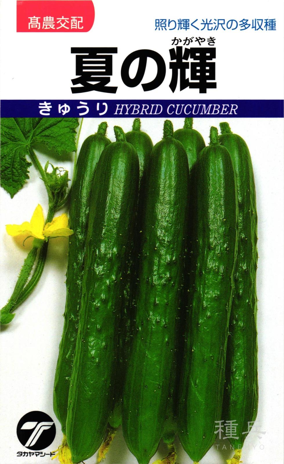 キュウリ 種 『夏の輝』  タカヤマシード
