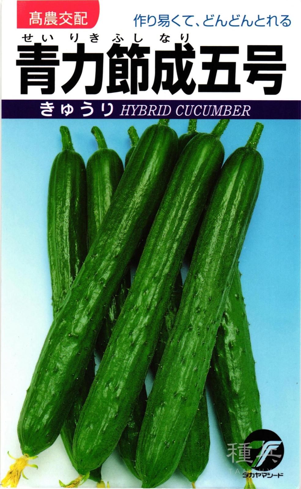 キュウリ 種 『青力節成五号』  タカヤマシード