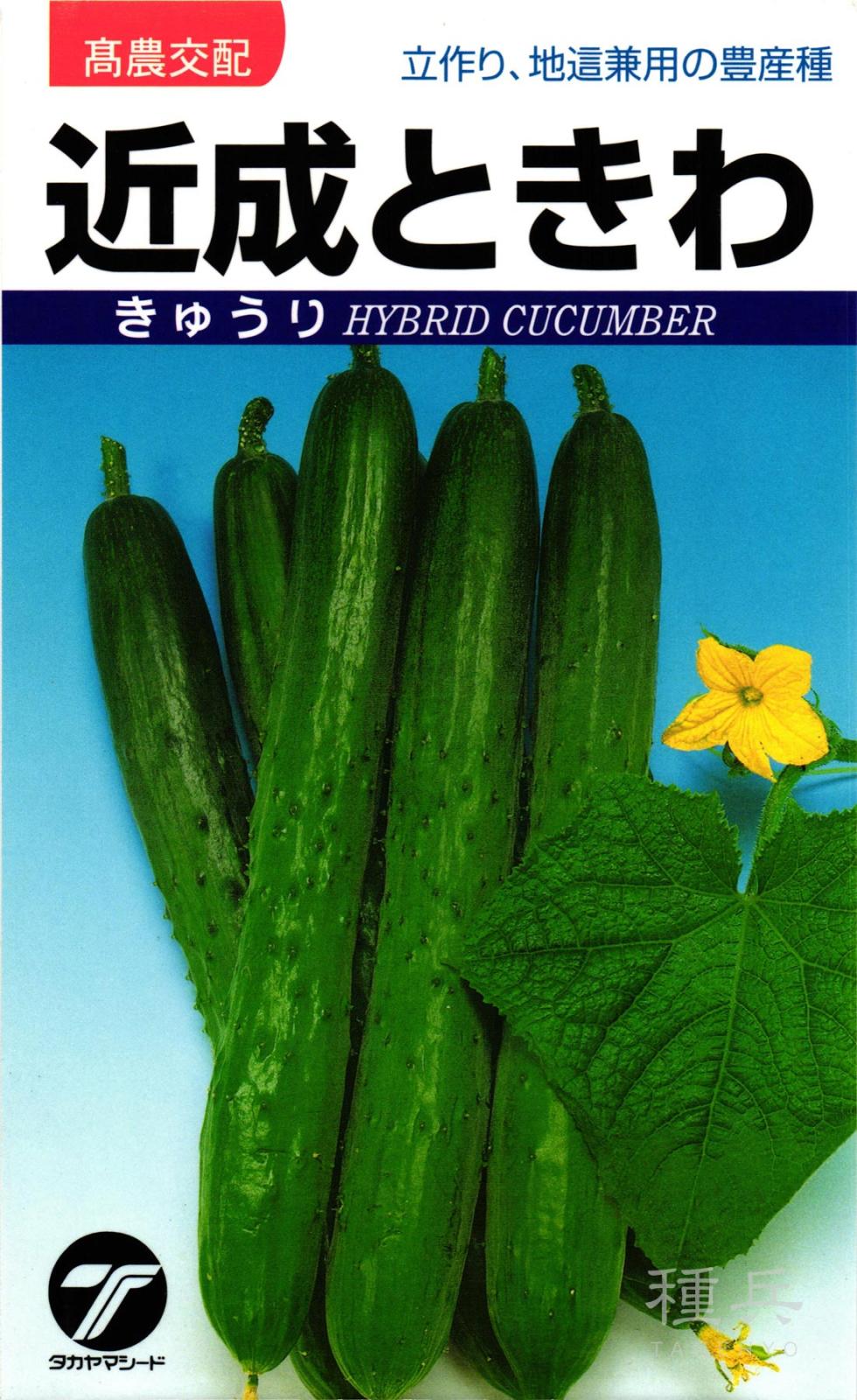 地ばいキュウリ 種 『近成ときわ』  タカヤマシード