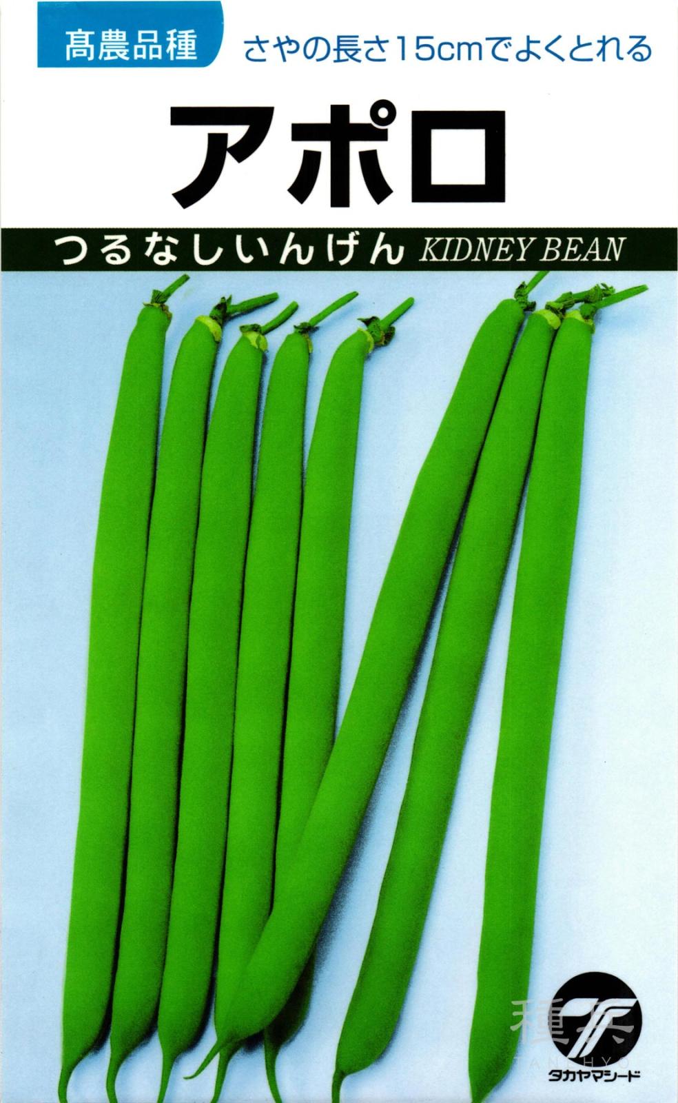 つるなしインゲン 種 『アポロ』  タカヤマシード