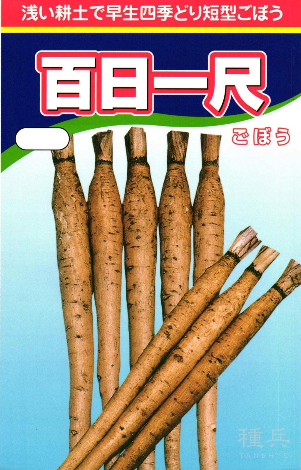 短根ゴボウ 種 『百日一尺』  渡辺農事