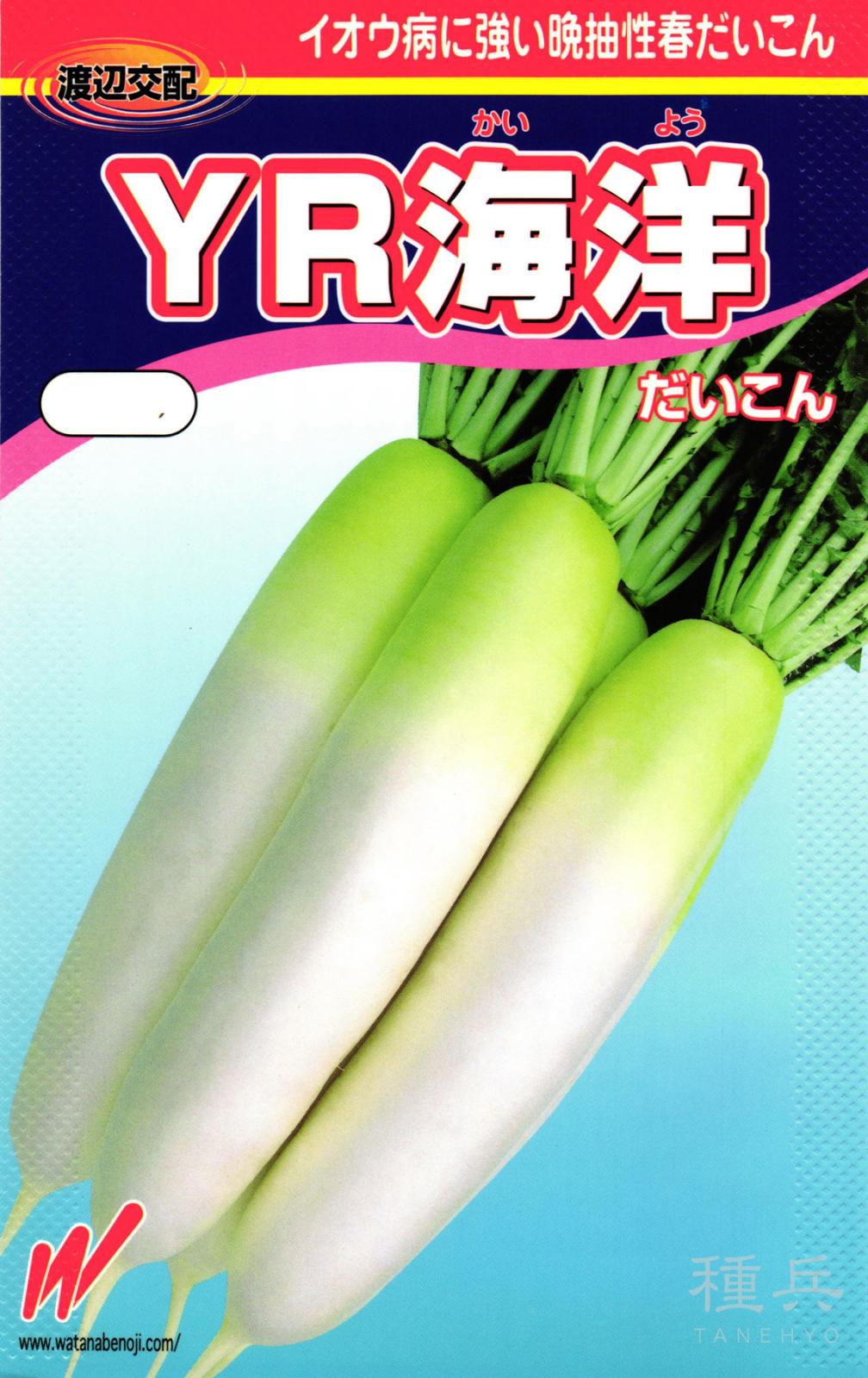 春どりダイコン 種 『YR海洋（かいよう）』  渡辺農事